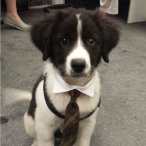 Meet your Posher, Sunny